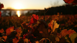 Autumn atmosphere at Lake Constance