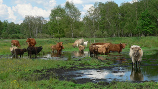 Cows in the Pfrunger-Burgweiler peatlands with their nature conservation centre close to Lake Constance