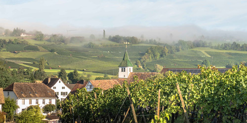 Klettgauer Weinroute - Oberhallau | © Schaffhauserland Tourismus